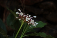 Rauvolfia serpentina